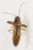 Oedancala sp.